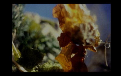 Sequoia Scavullo, Pharmakon (video still), 2023, 16mm film, 10 min 16, edition of 3 + 2 AP - © sans titre