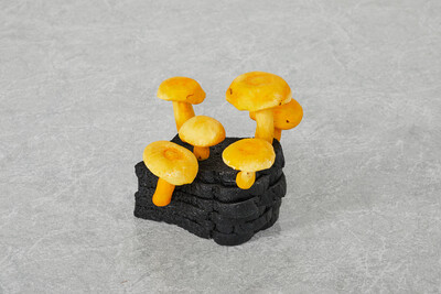 Hamish Pearch, Burnt Toast False Saffron Milkcap, 2020, resin, epoxy putty, oil paint, 15.5 x 18 x 14.5 cm, unique - © sans titre