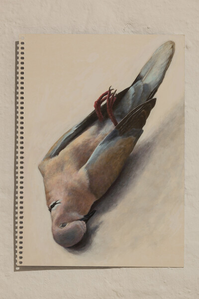 Louise Sartor, Tourterelle turque, 2022, acrylic on cardboard, 29.6 x 21cm, unique - © sans titre